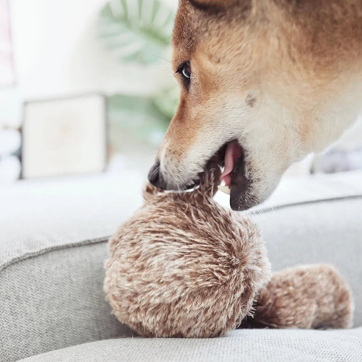 Squirrel Pop - Squeaky + Bouncy