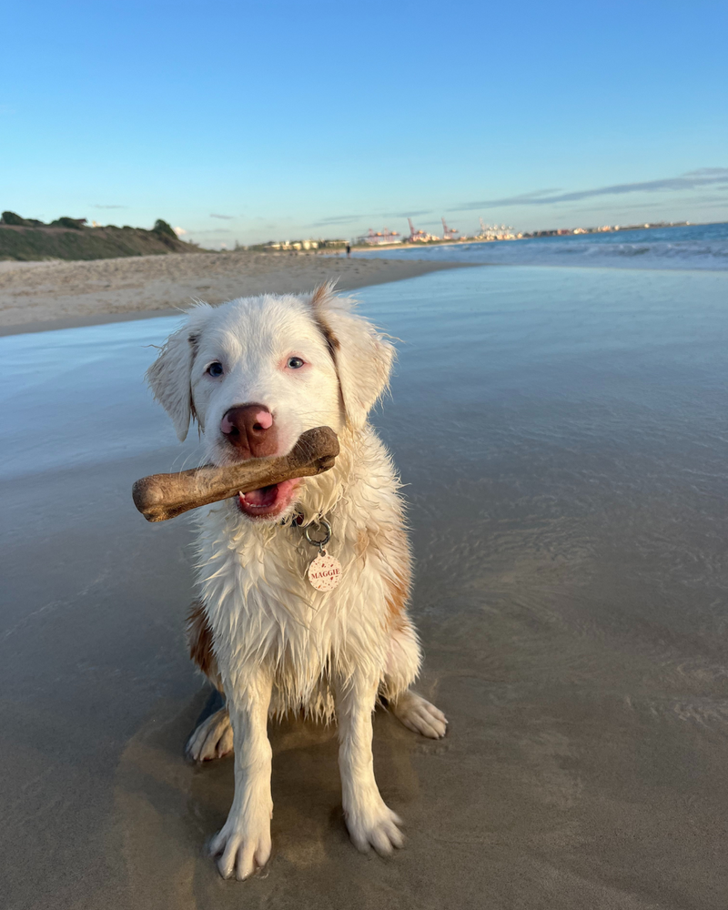 Natural Seaweed Dog Bone