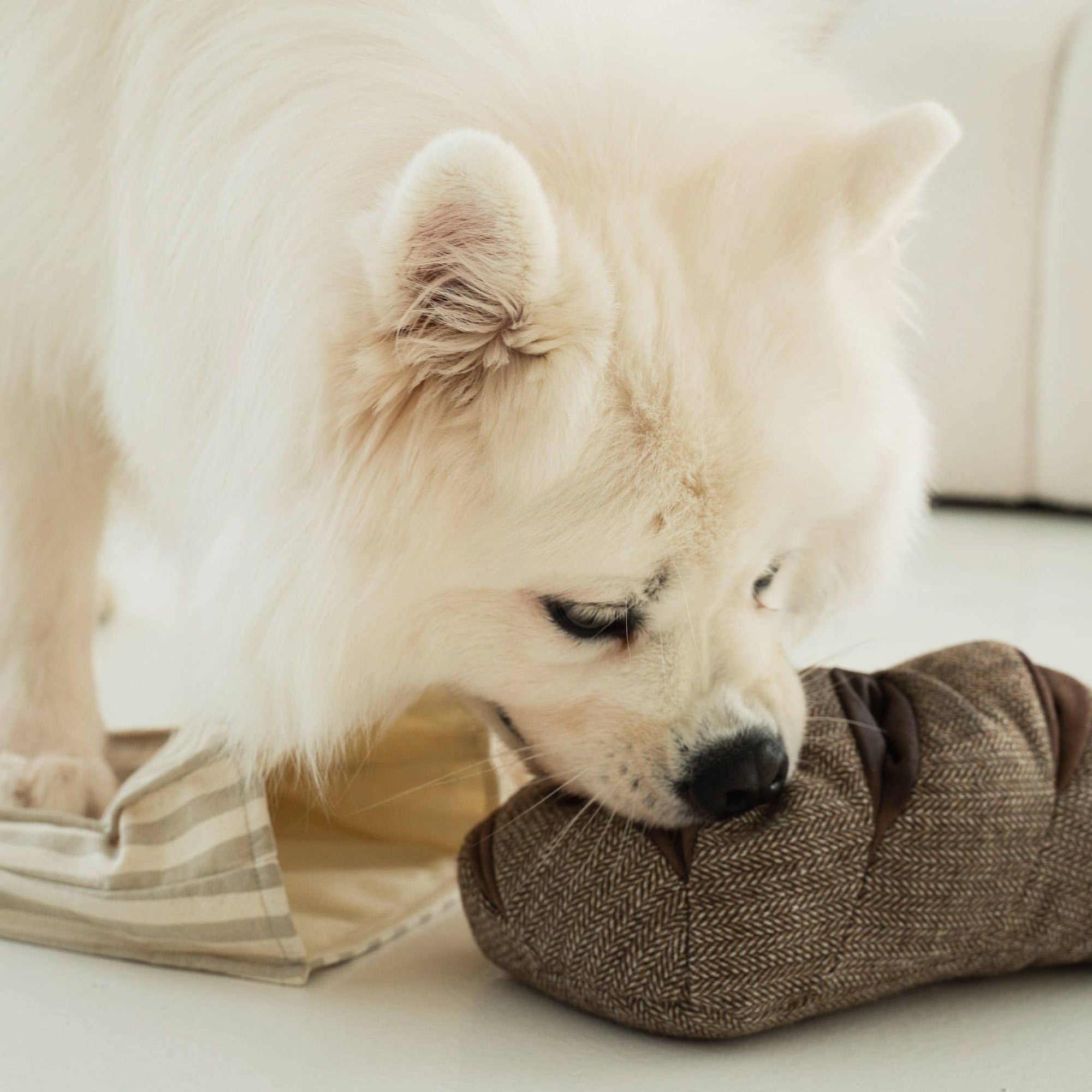 RYE - Crinkly Paper Bag + Squeaky