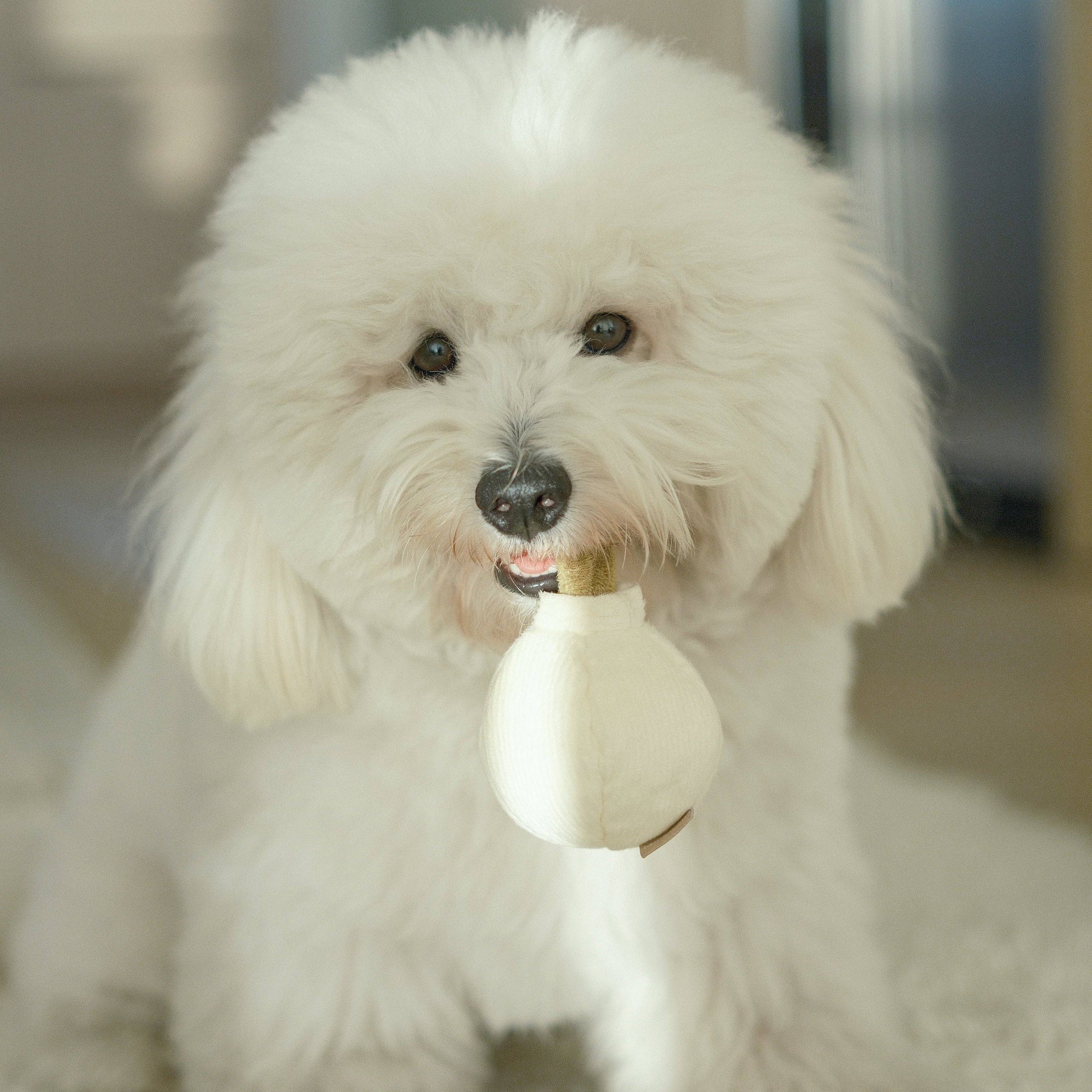 GARLIC POP - Bouncy + Squeaky