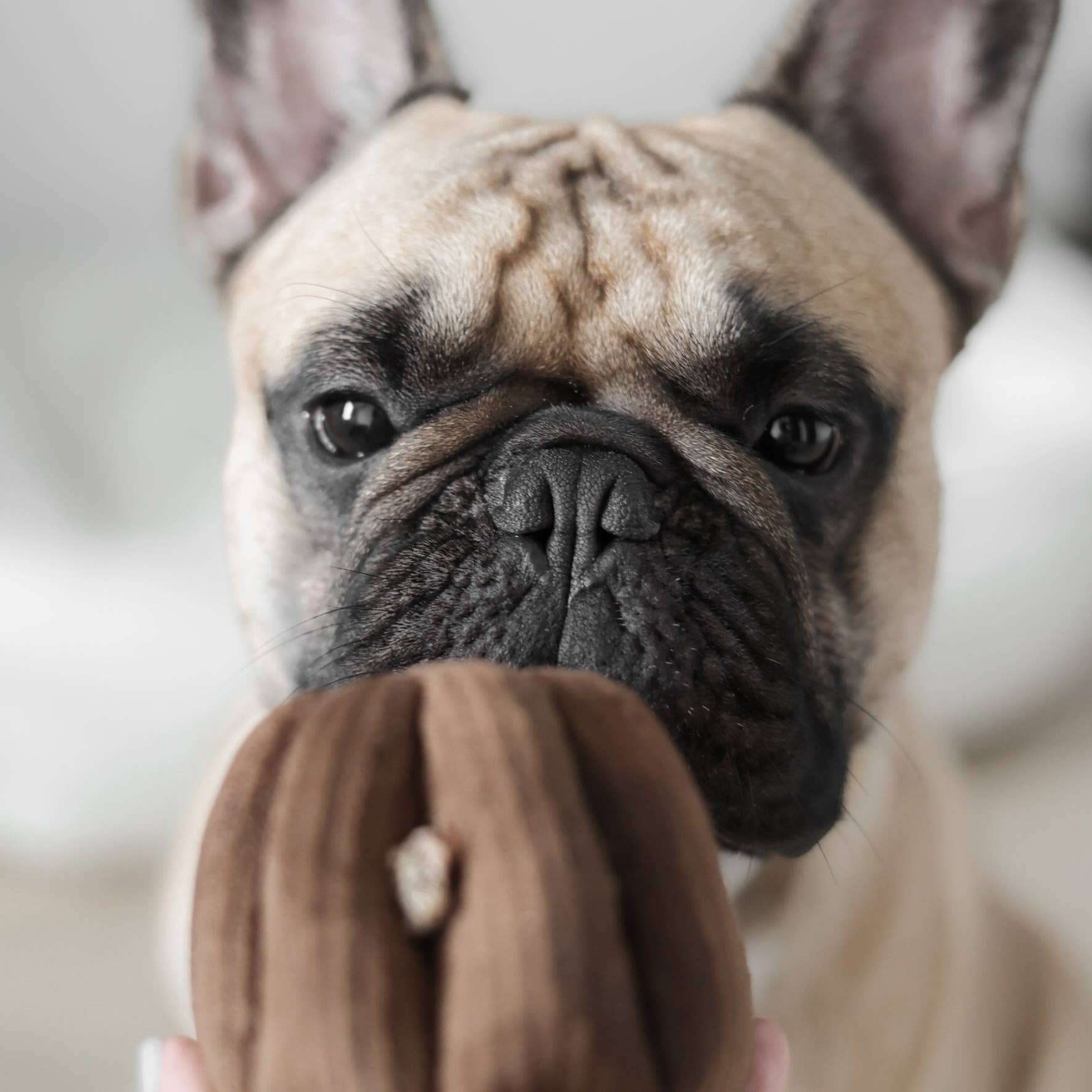 Dark Brown Canele - Squeaky + Snuffle