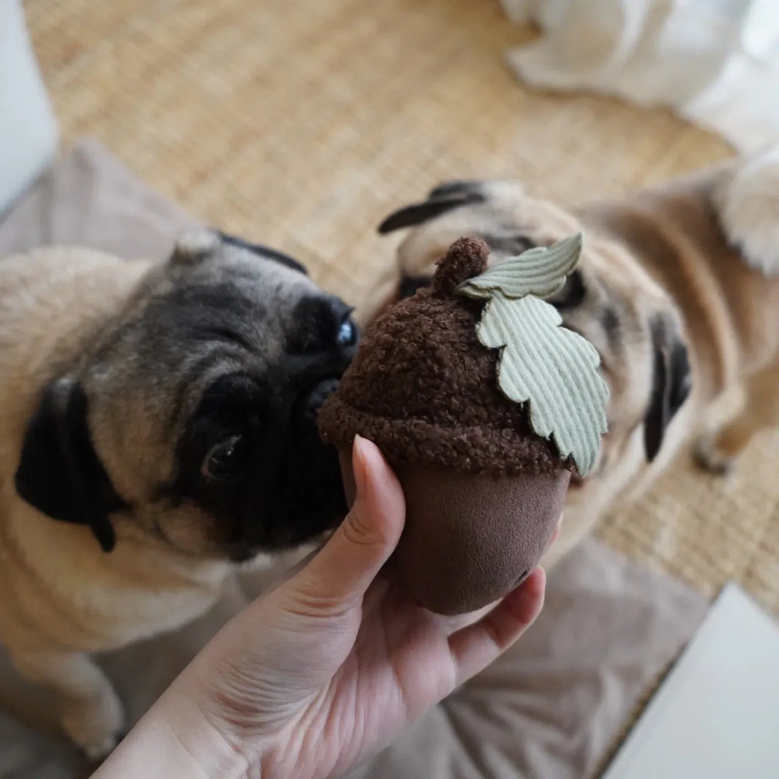 ACORN - Squeaky + Bouncy