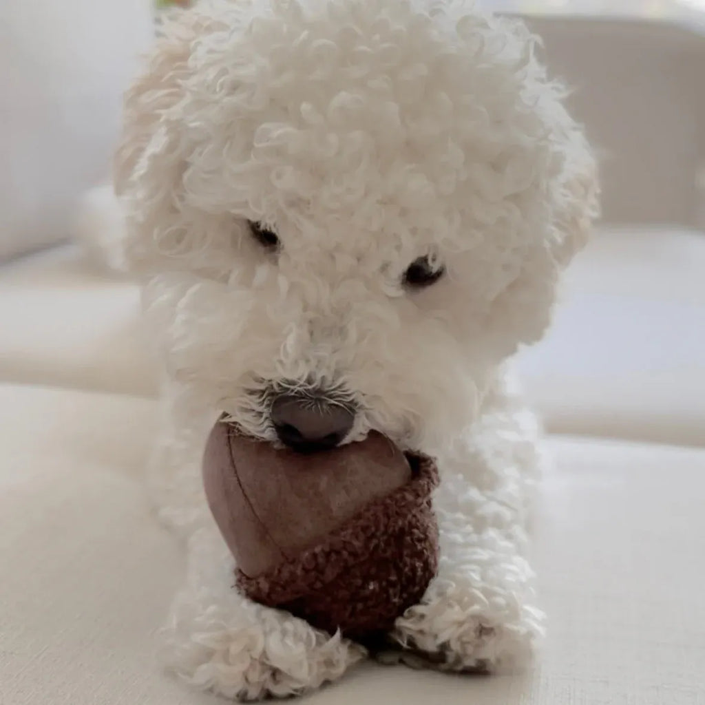 ACORN - Squeaky + Bouncy