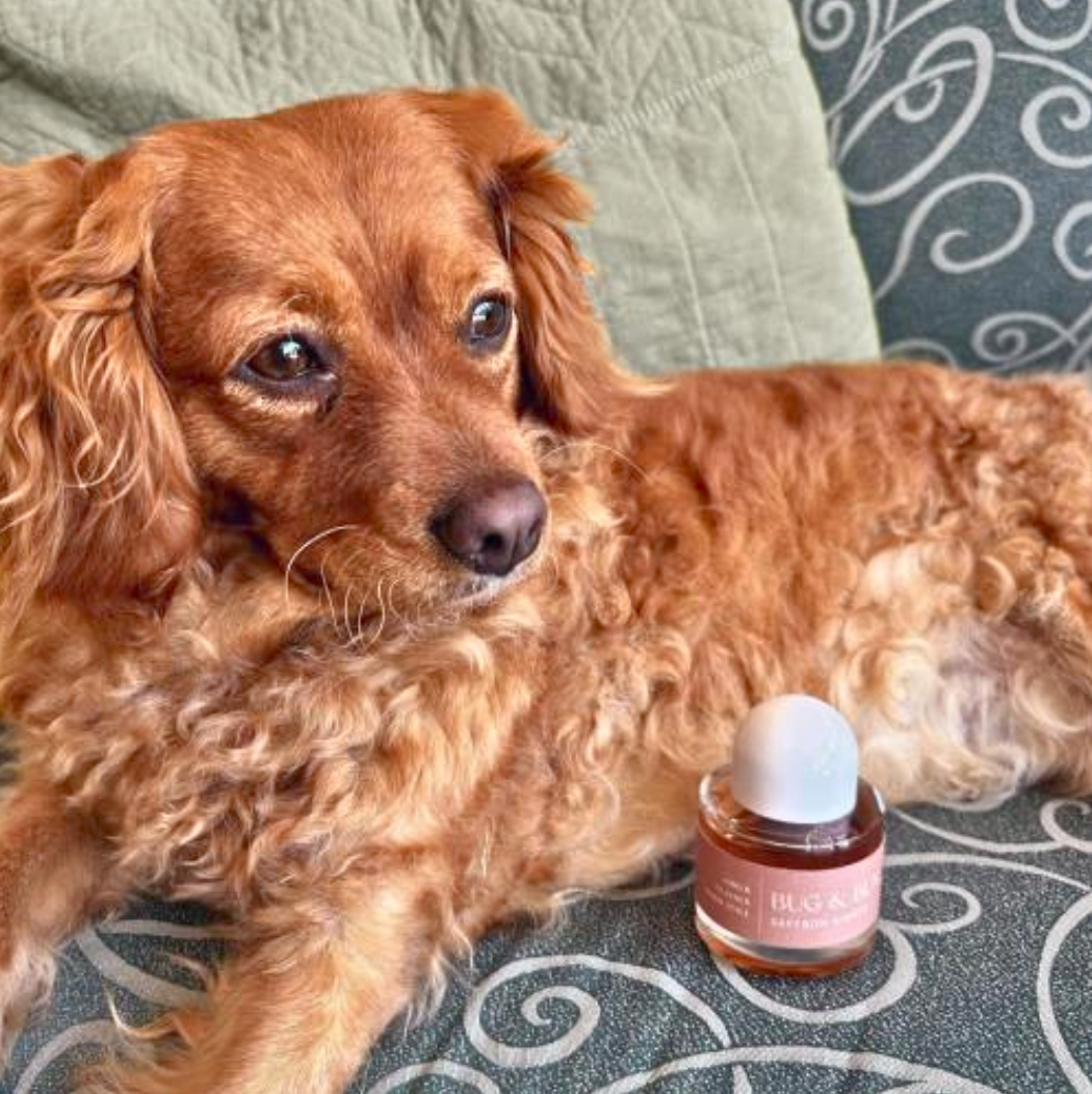 Saffron Night Dog Fragrance - Amber, Leather & Warm Spice
