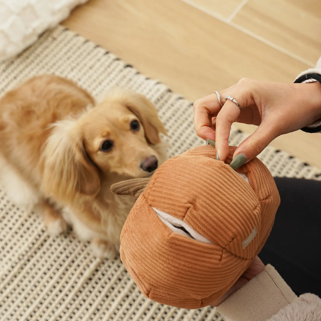 Cinderella Pumpkin Large - Squeaky + Snuffle
