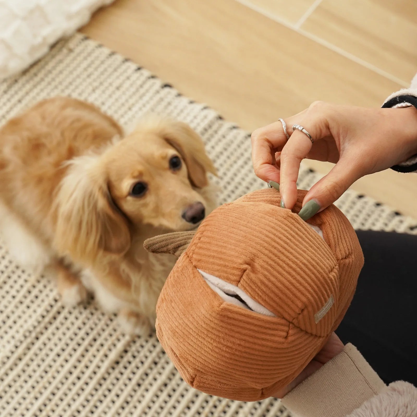 Cinderella Pumpkin Large - Squeaky + Snuffle