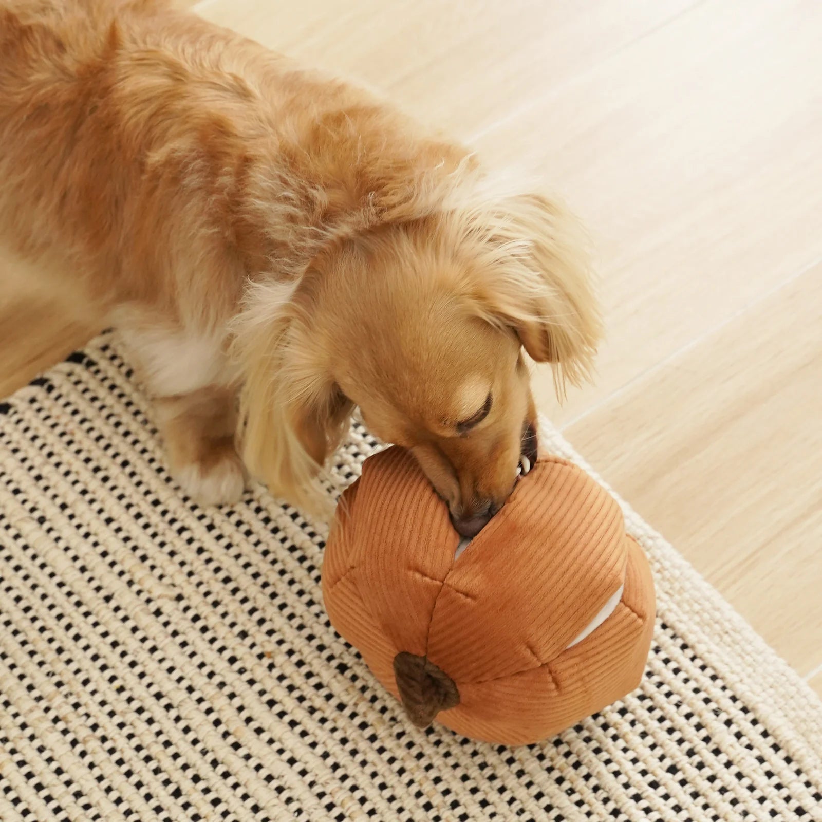 Cinderella Pumpkin Large - Squeaky + Snuffle