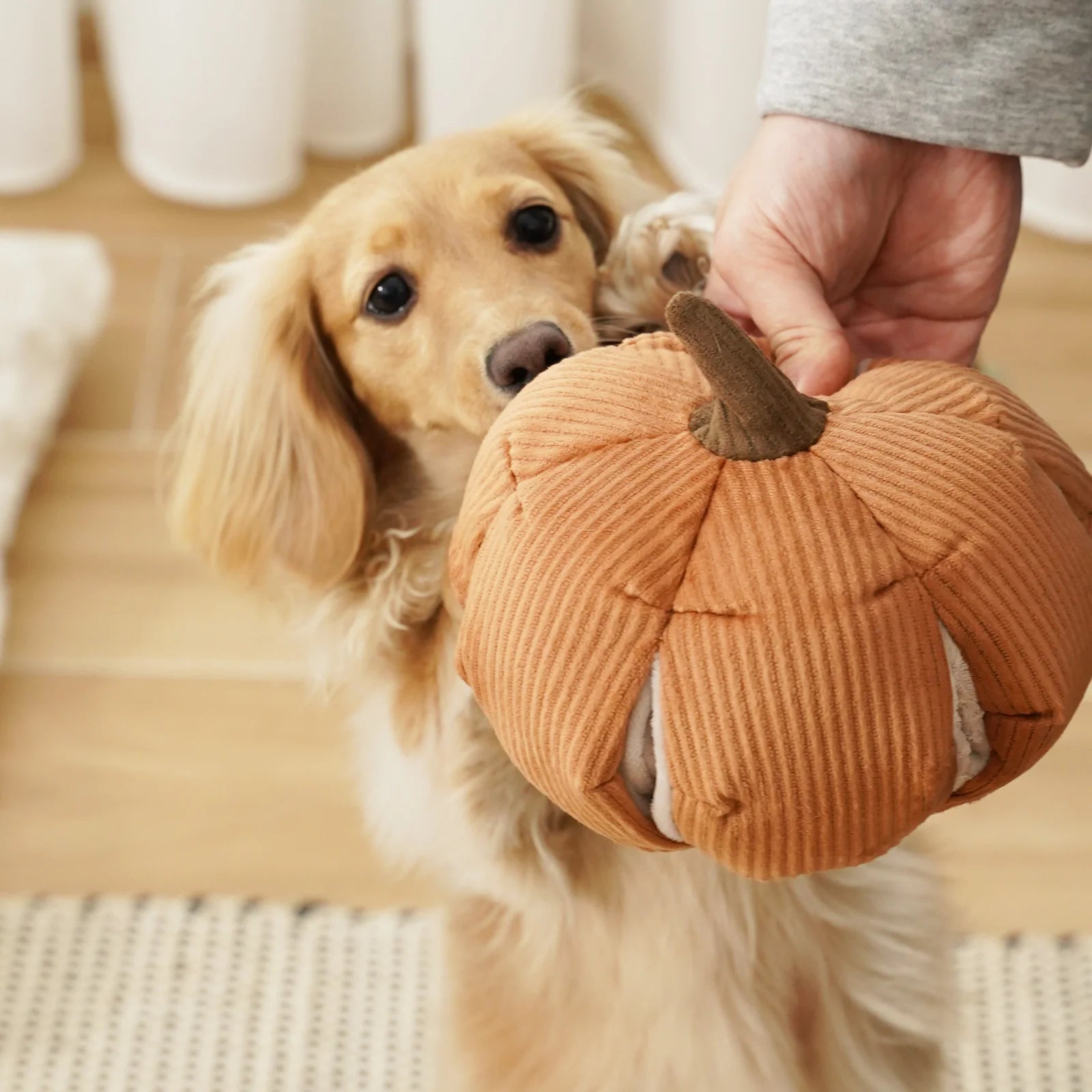 Cinderella Pumpkin Large - Squeaky + Snuffle
