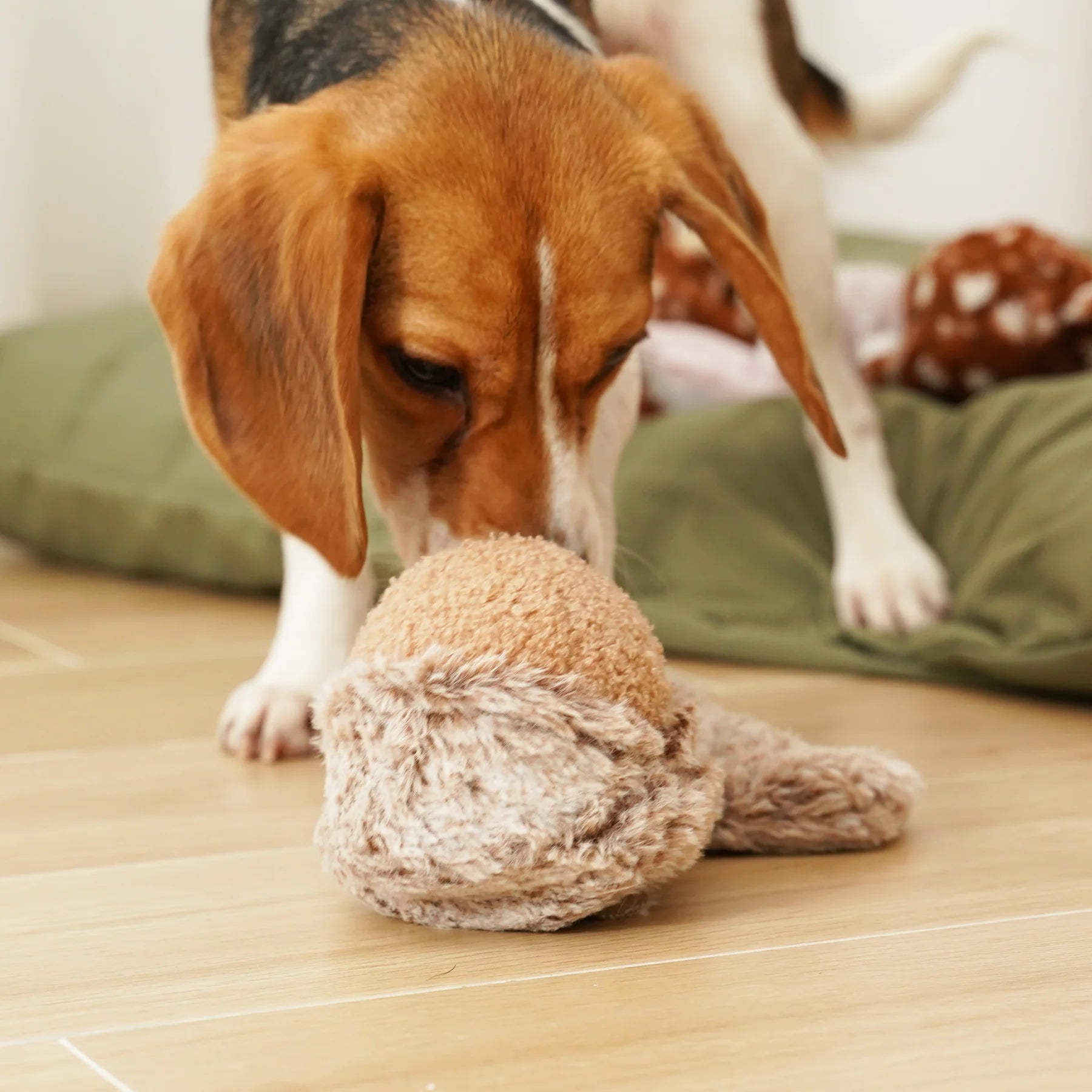 Squirrel Pop - Squeaky + Bouncy