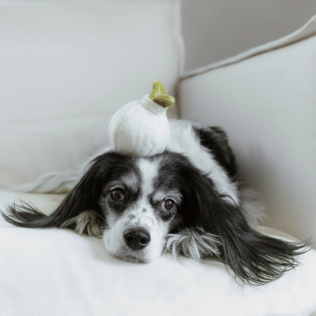GARLIC POP - Bouncy + Squeaky