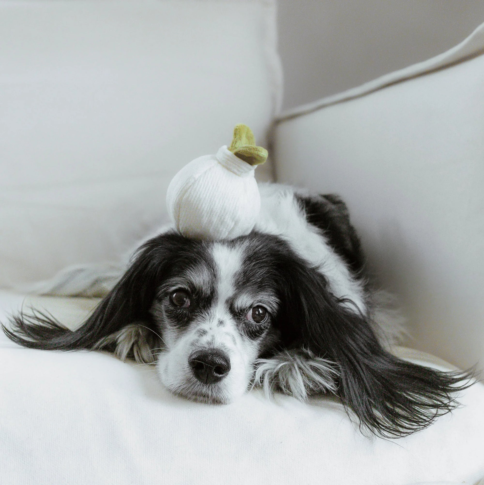 GARLIC POP - Bouncy + Squeaky