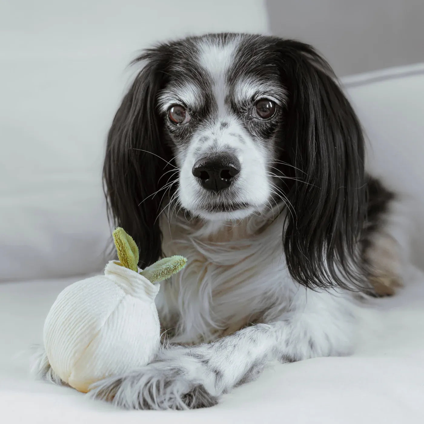 GARLIC POP - Bouncy + Squeaky