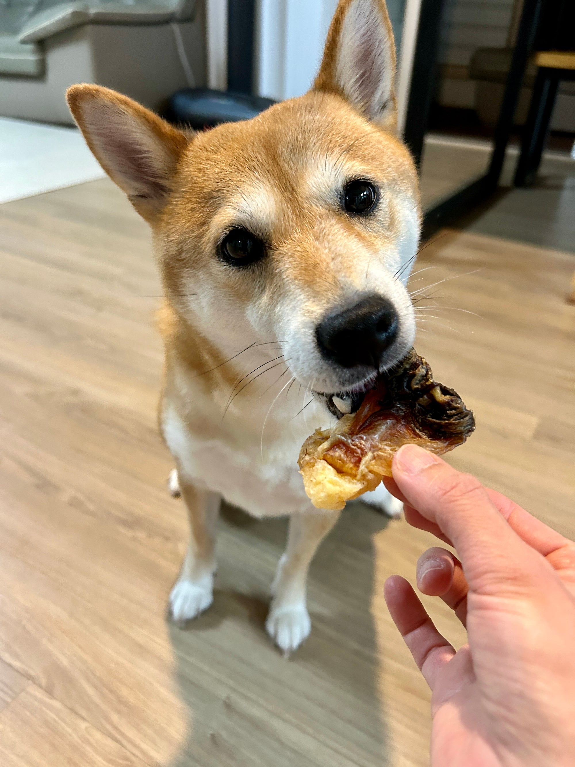 Premium Kangaroo Tendon 60g  <br> Chew Level 3 (Medium)