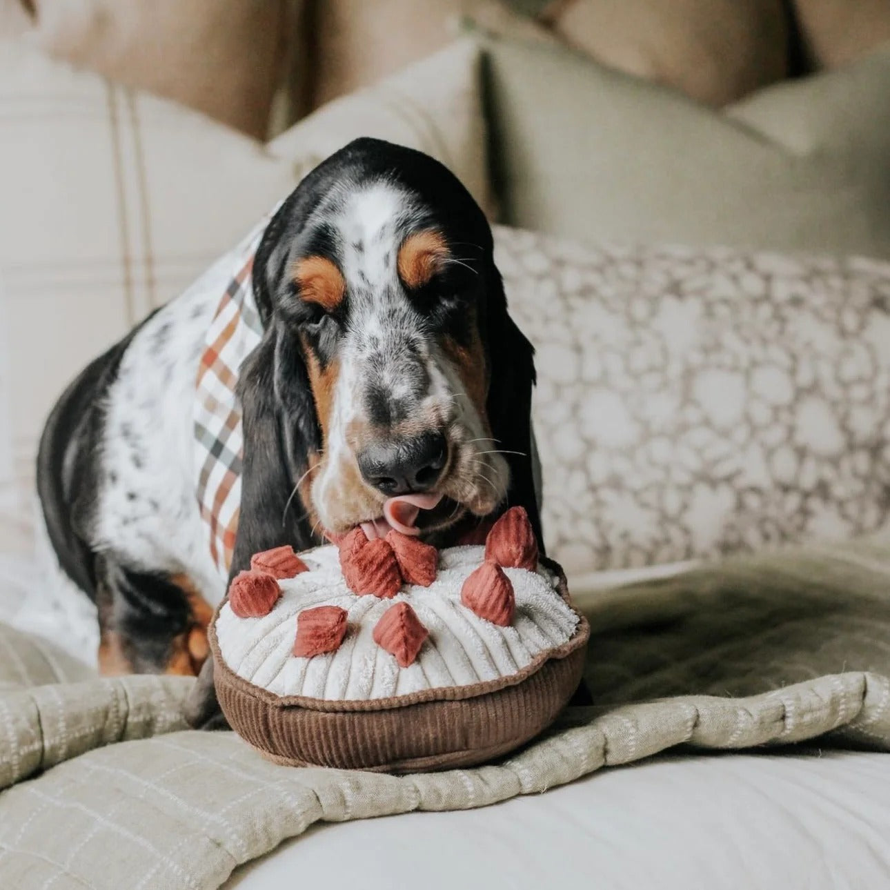BERRY PIE - Snuffle + Squeaky