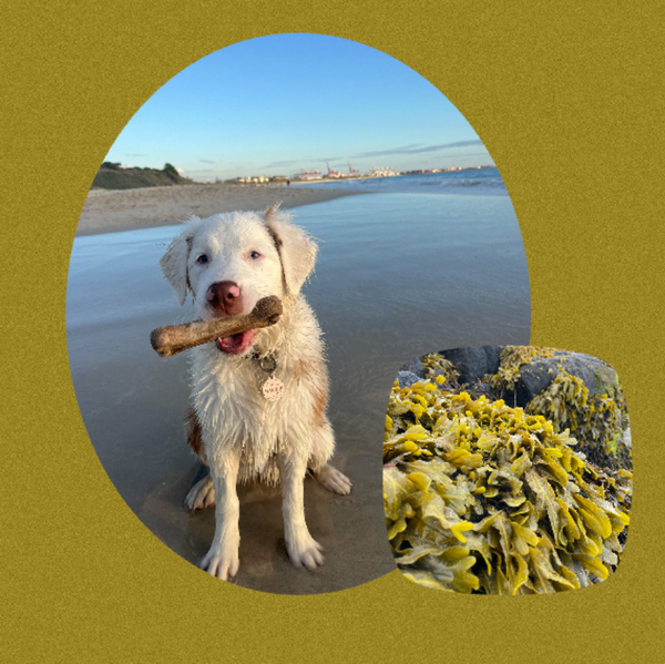Natural Seaweed Dog Bone