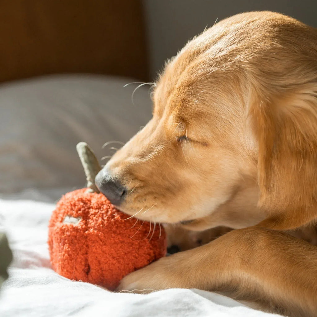 Red Pepper - Snuffle + Squeaky
