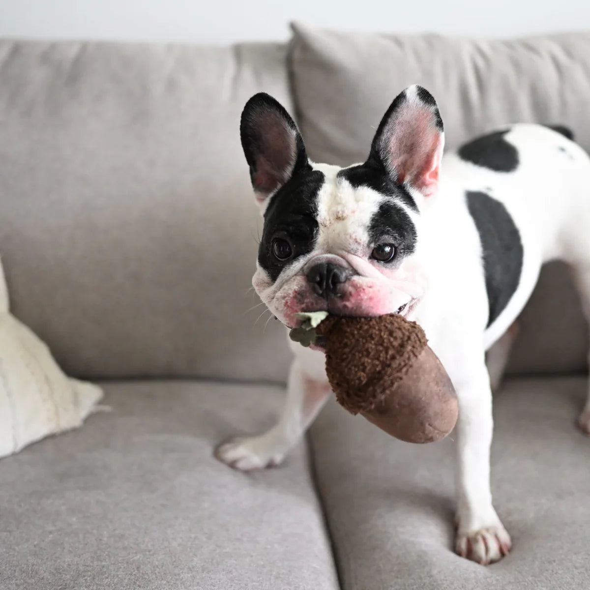 ACORN - Squeaky + Bouncy
