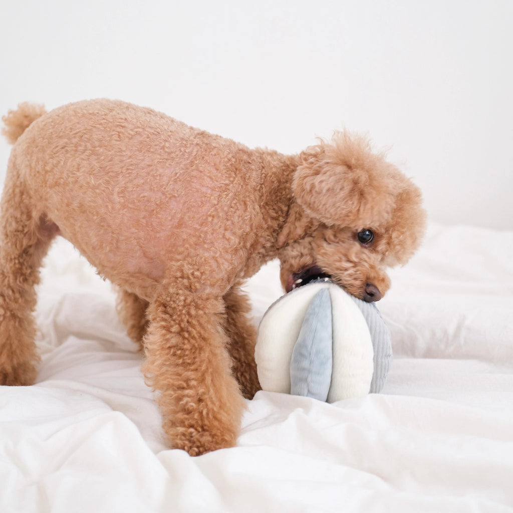 Toto in Marine - Squeaky Snuffle Ball