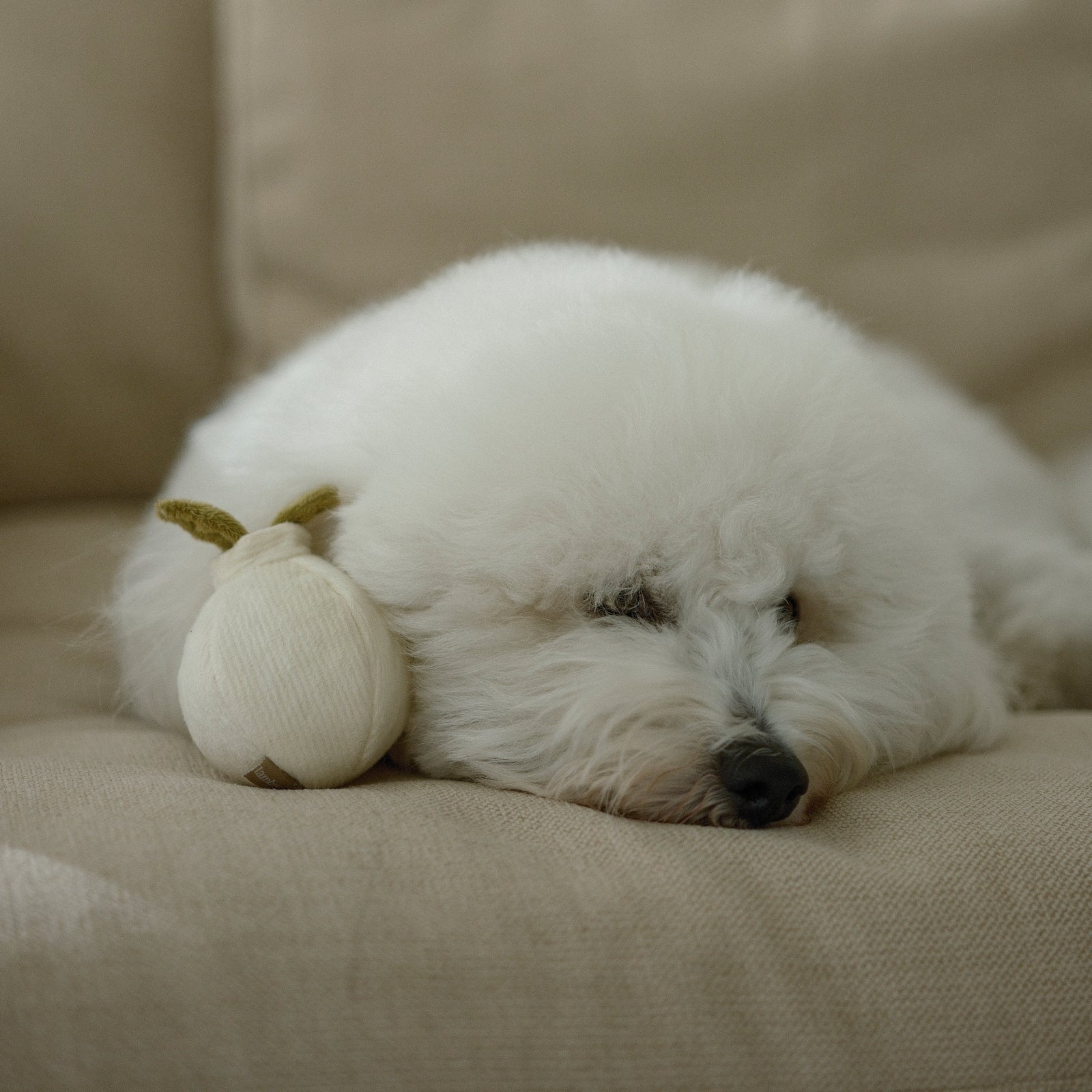 GARLIC POP - Bouncy + Squeaky
