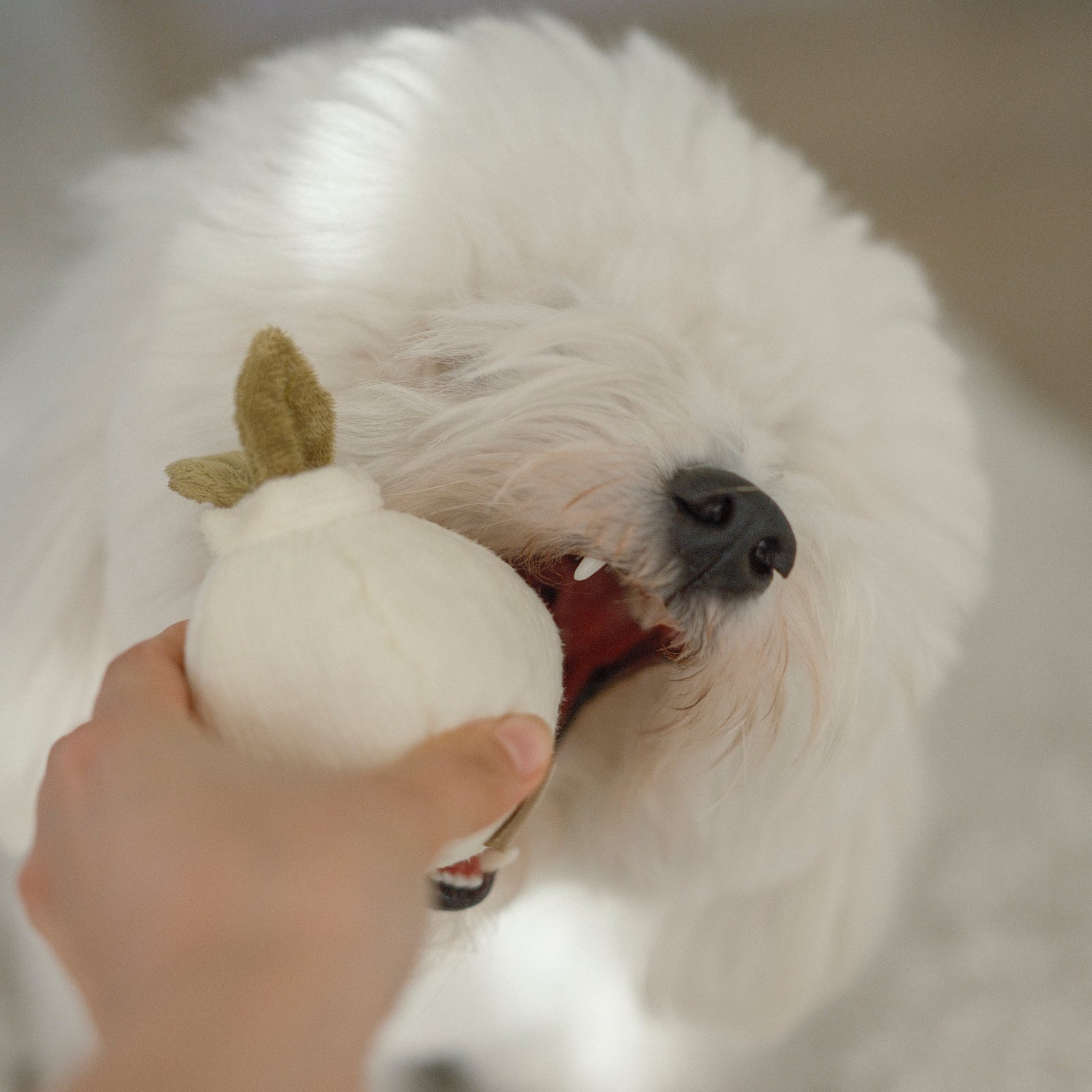 GARLIC POP - Bouncy + Squeaky