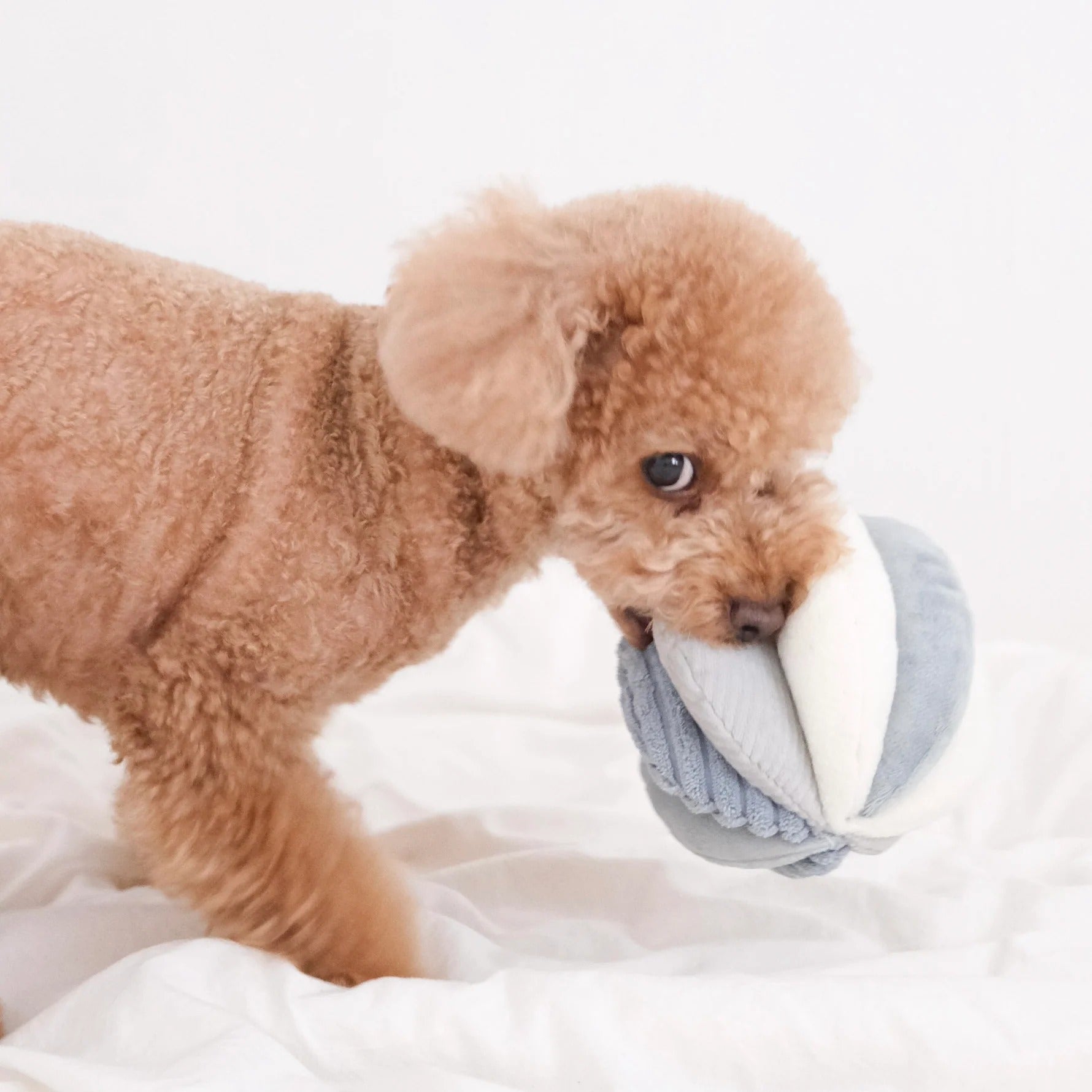 Toto in Marine - Squeaky Snuffle Ball