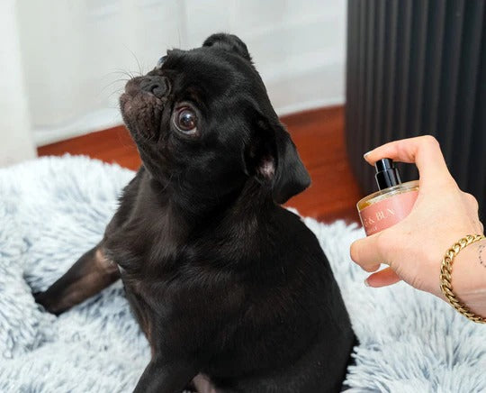 Voyager Dog Fragrance - Sea Salt, Citrus & Acqua