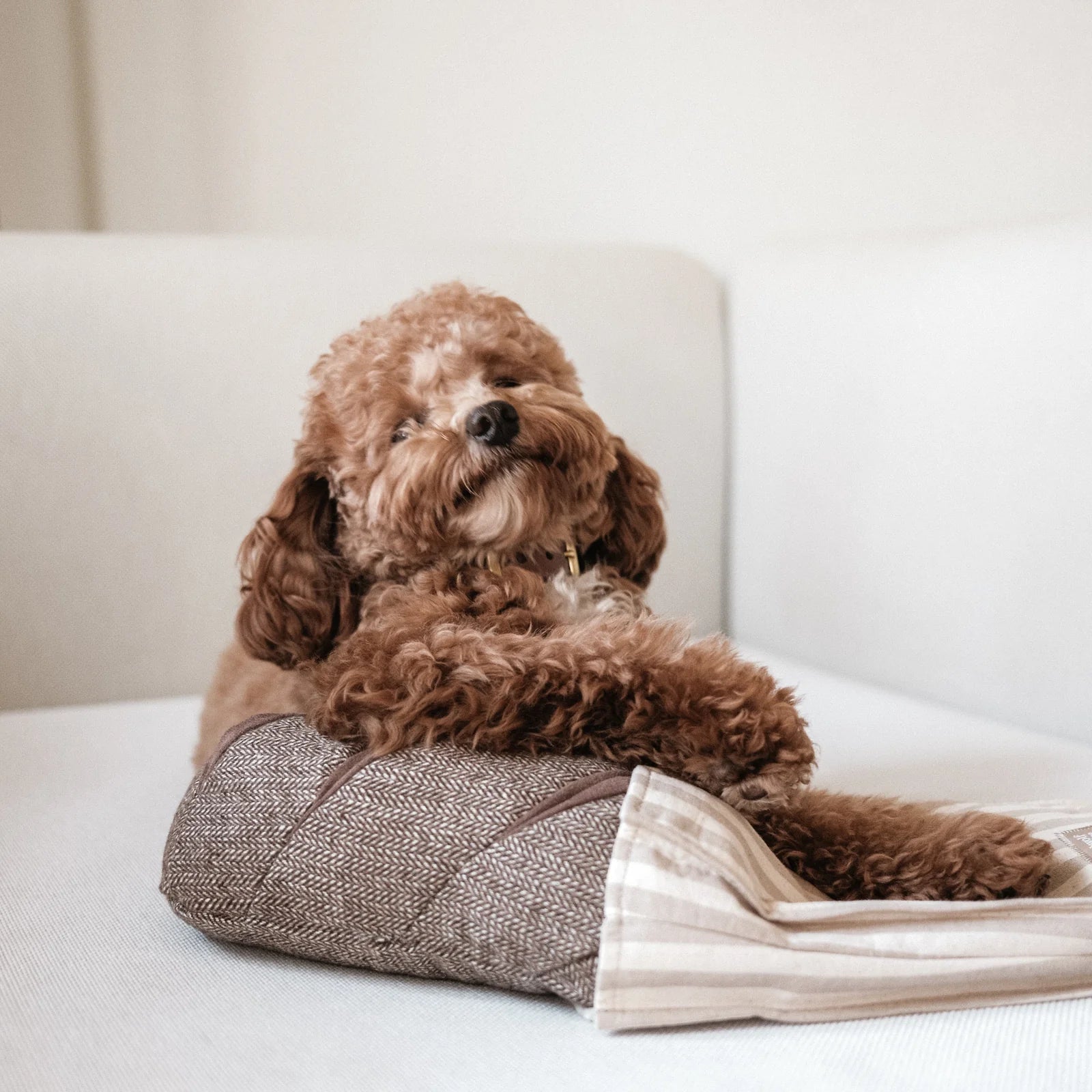 RYE - Crinkly Paper Bag + Squeaky