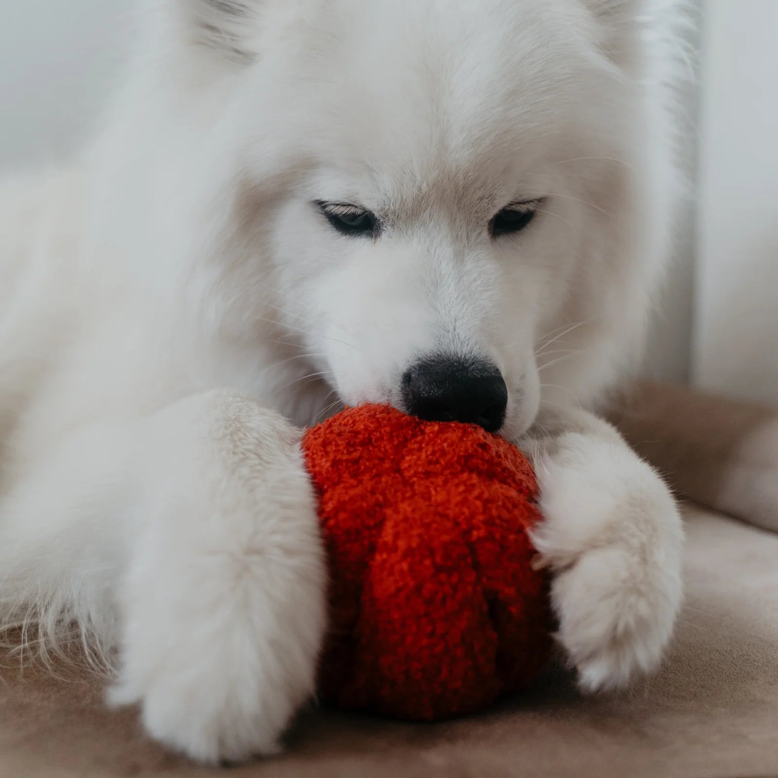 Red Pepper - Snuffle + Squeaky